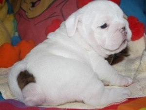 BEAUTIFUL MALE AND FEMALE ENGLISH BULLDOG PUPPIES FOR XMAS