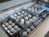 Feterlized Parrot Eggs for Sale