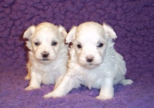 Gorgeous Teacup Maltese puppies for adoption