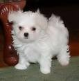 Awesome AKC T-Cup Maltese pups (Champion Bloodlines)