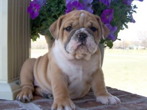 Cute and Adorable female english bulldog For a New Home