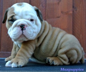 Gorgeous English bulldog puppies