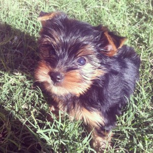 ACA Female Yorkie Puupy