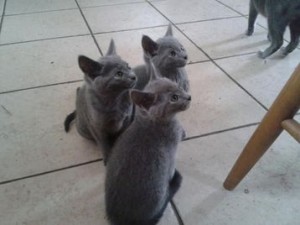 Russain Blue Kittens two female one male for free adoption