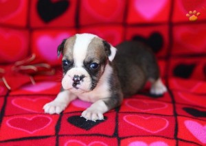 Outstanding male and female english bulldog