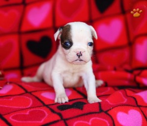 English bulldogs 12 and 14 weeks female/male