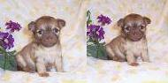 Chihuahua Puppies (Related pair male and female)