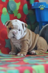 marvelous cute male and female English bulldogs