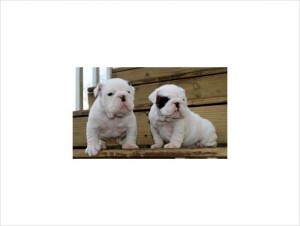 Akc White English Bulldog Puppies Available Champion Lines