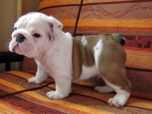 charming english bulldog puppies for  adoption