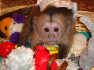 Gorgeous male and female Capuchin Monkeys for free adoption to good loving  and caring homes.