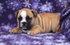 English Bulldog for adoption