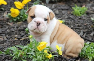 Beloved Male and Female English Bulldog puppies for a lovely home