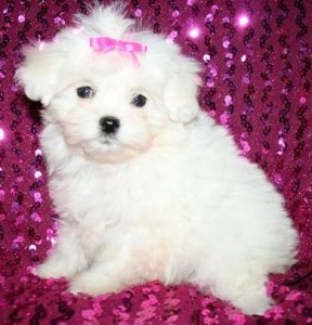 Home Raised Party Teacup Maltese puppies