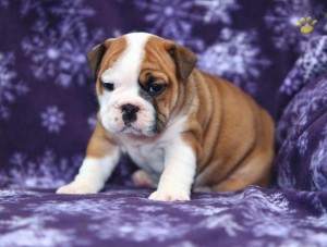 marvelous cute male and female English bulldogs