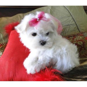 CUTE MALE AND FEMALE MALTESE PUPPIES