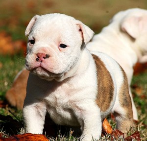 Affectionate cute male and female English Bulldogs puppies for adoption