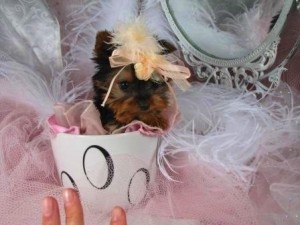 Healthy and welcoming and cute Teacup Yorkie puppies