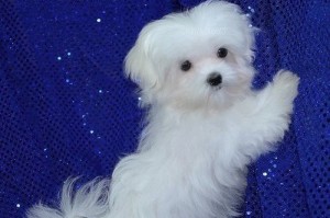 ''''challenging male and female Maltese puppies looking for new homes''''