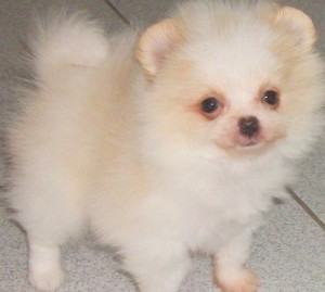 Cute  face x mass Pomerania puppies for adoption