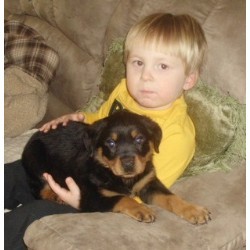 Cut rottweiler  puppies ready for new home