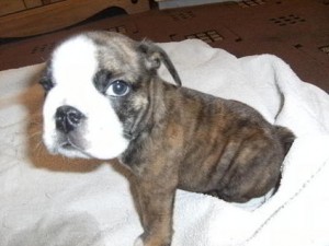 beautiful English bull dog ready for sell