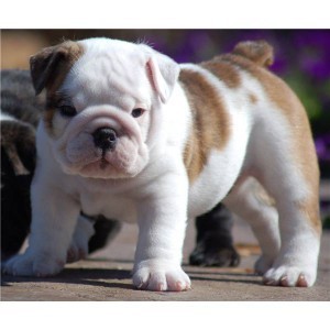 CUTE MALE AND FEMALE ENGLISH BULLDOG PUPPIES