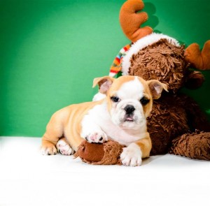 AKC Free English bUlldog Puppies puppies for free adoption.