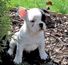 Lovely frenchbulldog  puppies now available