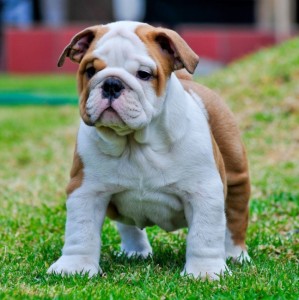 gorgeous english bulldog puppies for rehoming