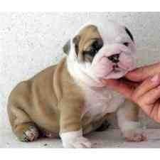 Male and Female English Bulldog Puppies for Adoption