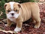 English Bulldog Puppies for Sale