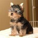 Yorkie Puppy feamle for adoption