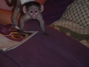 Amazing capuchin monkeys for adoption