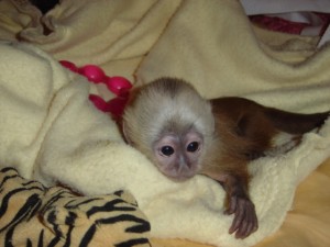 cute loving and adorable baby capuchin monkey for adoption