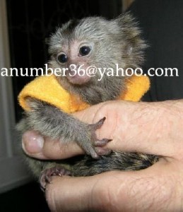 marmoset monkey for adoption( anumber36@yahoo.com )