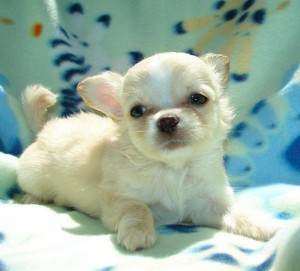 Lovely chihuahua puppies for adoption