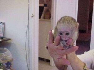 Adorable Capuchin Monkeys For Free Adoption