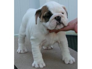 Male and Female English Bulldog puppies available