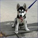 GET YOUR X-MAS MALE AND FEMALE SIBERIAN HUSKY PUPS