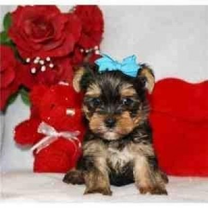 Two cute lovely Yorkie puppies  ready to go  go now  for Adoption