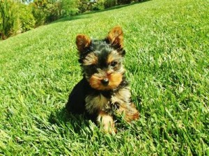 AKC Pedigree Teacup Yorkies