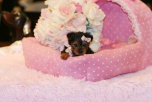 Quality and Blessed Yorkie puppies for Adoption