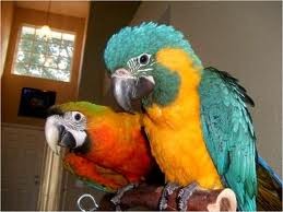 loving and charming x mass  parrot for free adoption