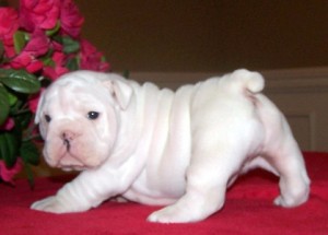 Potty and Chunky English Bulldog puppies