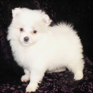 adorable pomeranian for free