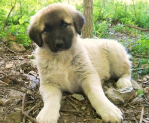 Anatolian shepherd free of genetic effects