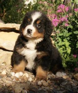 Bernese Mountain Dog - Interchampion's puppies