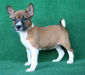 Stunning Heavenly Basenji puppiesRaised With Children