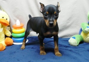 Pedigree Proven miniature Pinscher Puppies